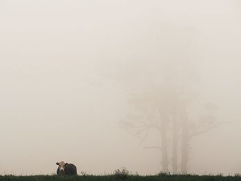 Trees on field