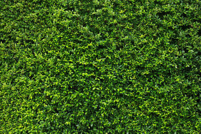 Full frame shot of green plant