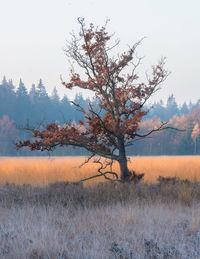 Bare tree on field by lake against sky