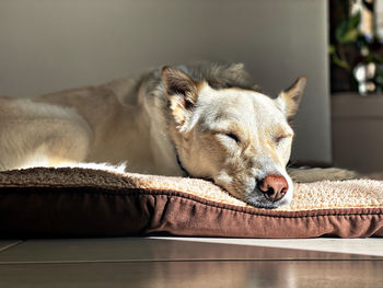 View of a dog sleeping on floor at home