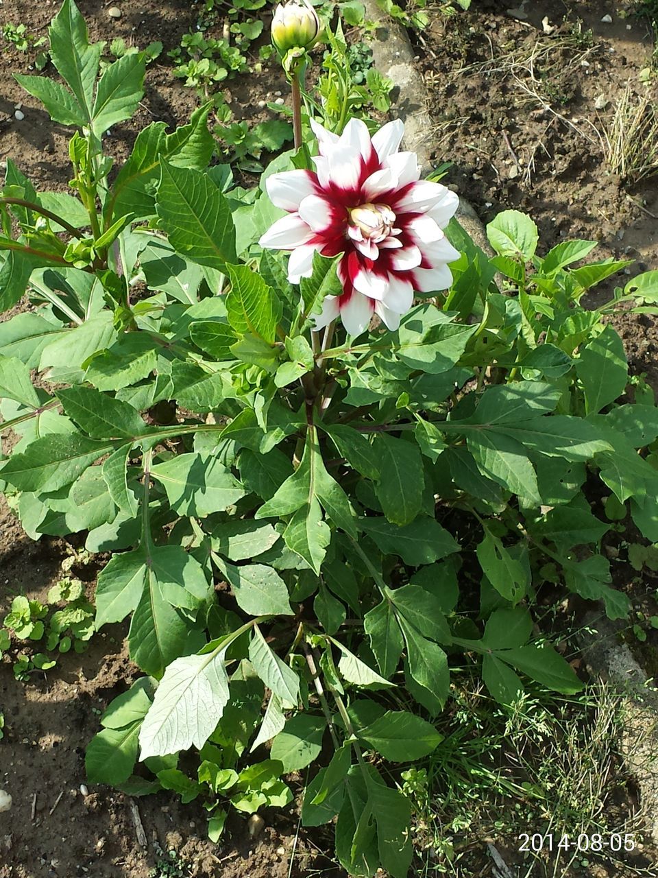 leaf, growth, flower, freshness, plant, beauty in nature, fragility, nature, green color, petal, high angle view, blooming, close-up, flower head, outdoors, day, in bloom, no people, sunlight, tranquility