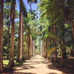 Walkway amidst palm trees