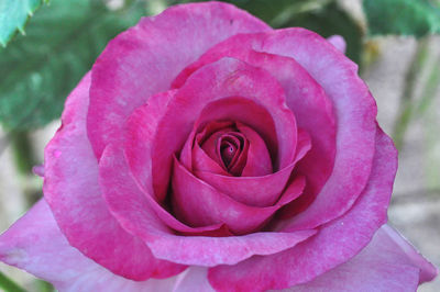 Close-up of pink rose