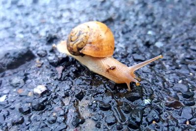 Close-up of snail