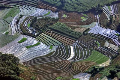 High angle view of rice paddy