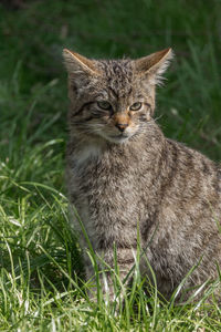 animal