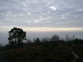 Silhouette trees on landscape against sky