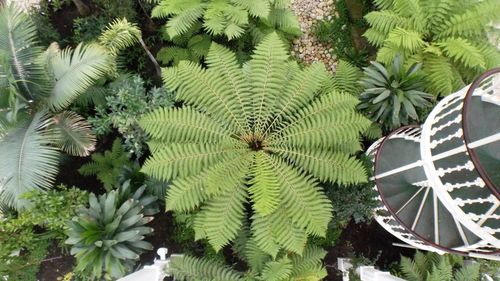 High angle view of plants and trees in park
