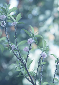 Close-up of purple flowering plant