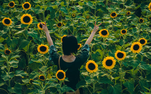 Rear view of woman standing in sunflower field