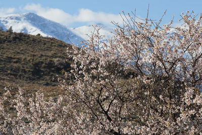 Cherry blossom tree against sky