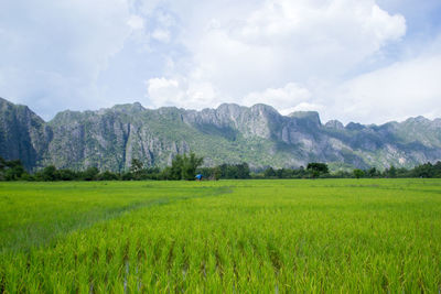 Scenic view of agricultural field against sky