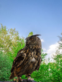 Low angle view of owl perching on tree against sky