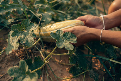 Midsection of person holding leaf