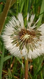 Close-up of dandelion flower