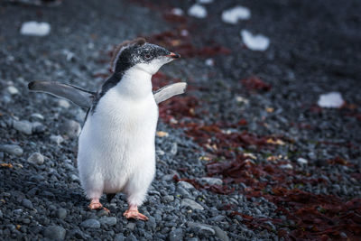 Adelie penguin chick running along shingle beach