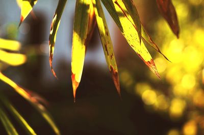 Close-up of yellow plant