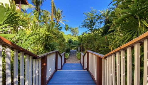 Footpath amidst palm trees against blue sky