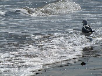 Waves splashing in sea