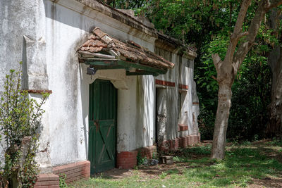 Trees in abandoned house