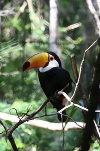 Bird perching on a branch