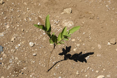 High angle view of leaf on land