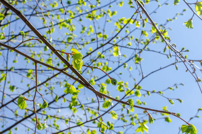 Low angle view of tree against sky