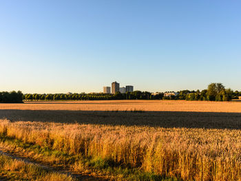 Scenic view of agricultural field against clear sky