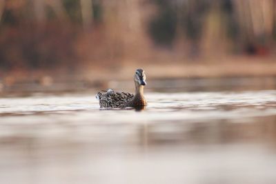 Close-up of duck swimming in lake