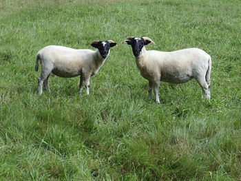 Side view of sheep standing on grassy field