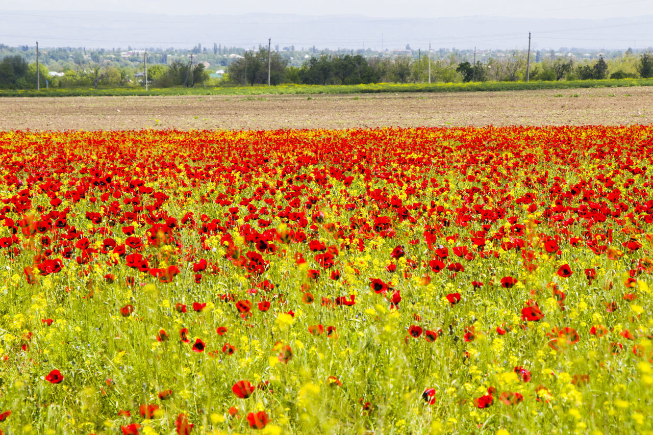 SCENIC VIEW OF FLOWERING FIELD
