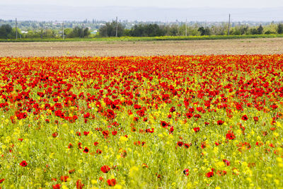 View of flowering plants on field