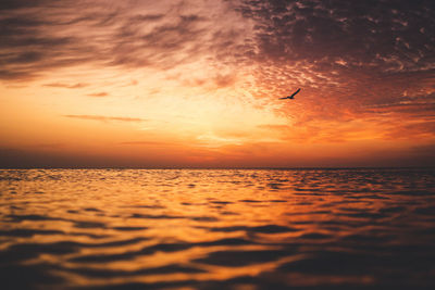 Seagull fyling into the sunset over sylt.