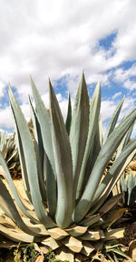 Close-up of succulent plant on field against sky