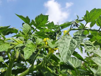 Close-up of fresh green plants against sky