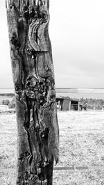 Close-up of tree trunk against sky