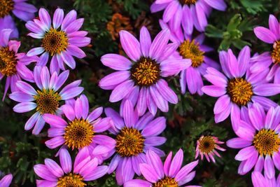 Close-up of pink flowering plants