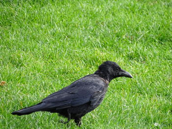 Black bird on grass