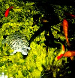 High angle view of turtle in water