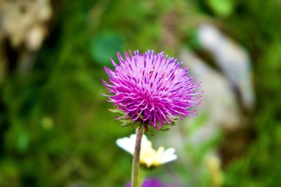 Close-up of purple thistle flower on field