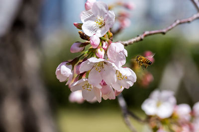Close-up of insect on pink cherry blossom