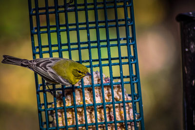 Close-up of bird on feeder