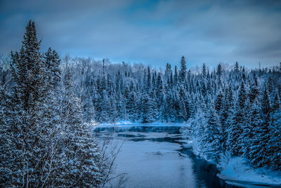 Snow covered trees in forest against sky