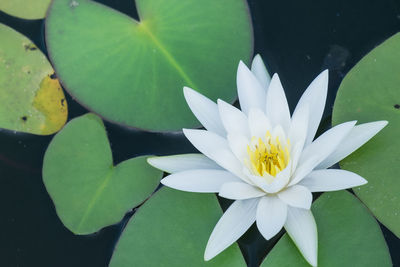 White lotus flower