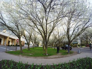 Bare trees in the park