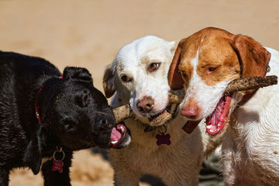 Portrait of dogs chewing a stick