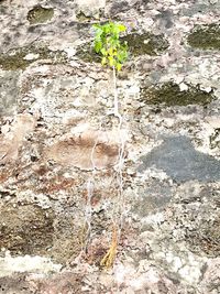 Close-up of plant against wall