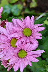 Close-up of pink flower