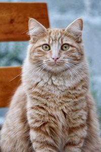 Close-up portrait of tabby cat