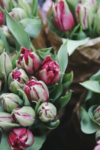 Close-up of pink flowers